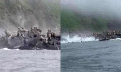 Leones marinos saltan al mar tras el sismo de Kamchatka. Un turista grabó la escena desde un barco cerca de la isla Antsiferov. No hubo heridos.