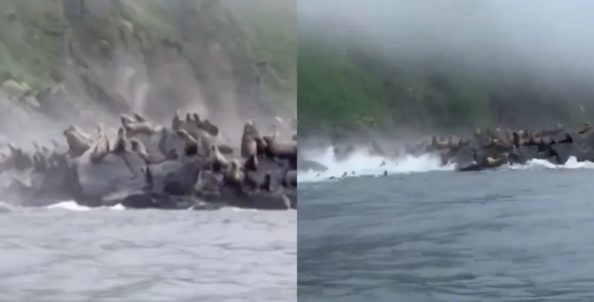 Leones marinos saltan al mar tras el sismo de Kamchatka. Un turista grabó la escena desde un barco cerca de la isla Antsiferov. No hubo heridos.