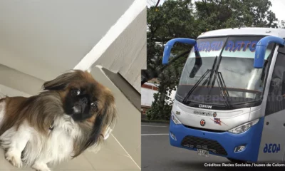 📰 Maxi, perrito murió asfixiado en maletero de bus de Copetran