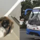 📰 Maxi, perrito murió asfixiado en maletero de bus de Copetran