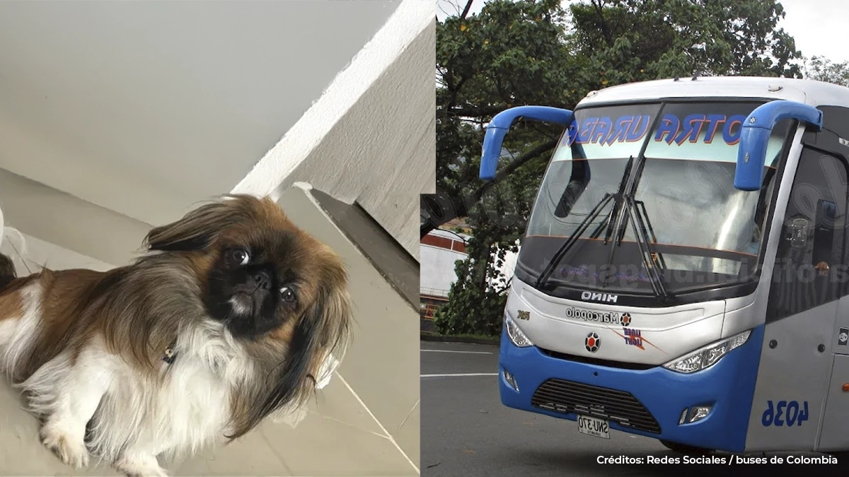 📰 Maxi, perrito murió asfixiado en maletero de bus de Copetran