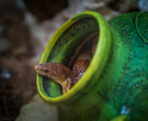 Retrasan vuelo en Australia por serpiente hallada en la bodega de carga
