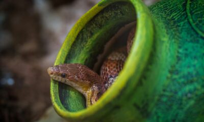 Retrasan vuelo en Australia por serpiente hallada en la bodega de carga