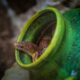 Retrasan vuelo en Australia por serpiente hallada en la bodega de carga