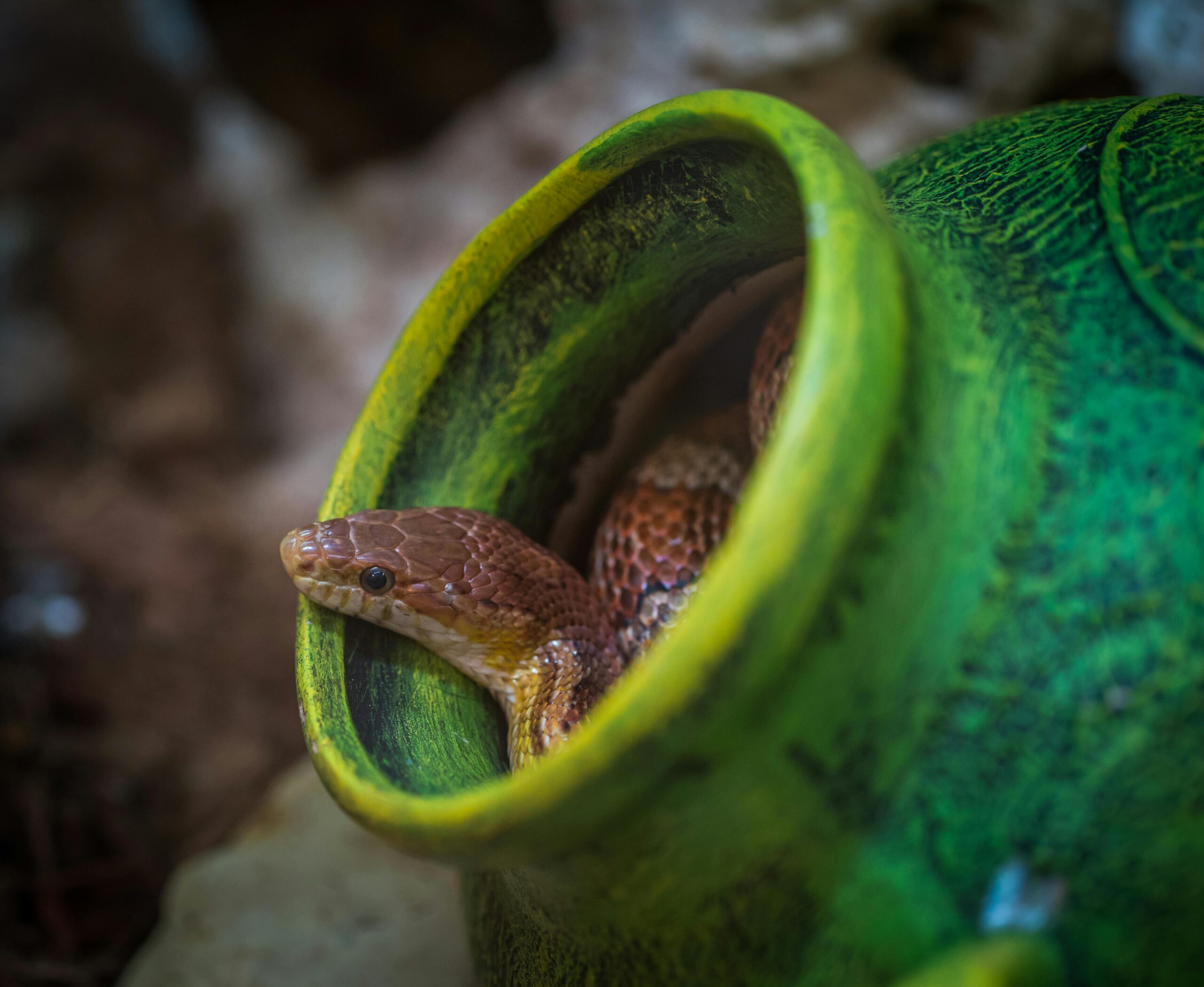 Retrasan vuelo en Australia por serpiente hallada en la bodega de carga