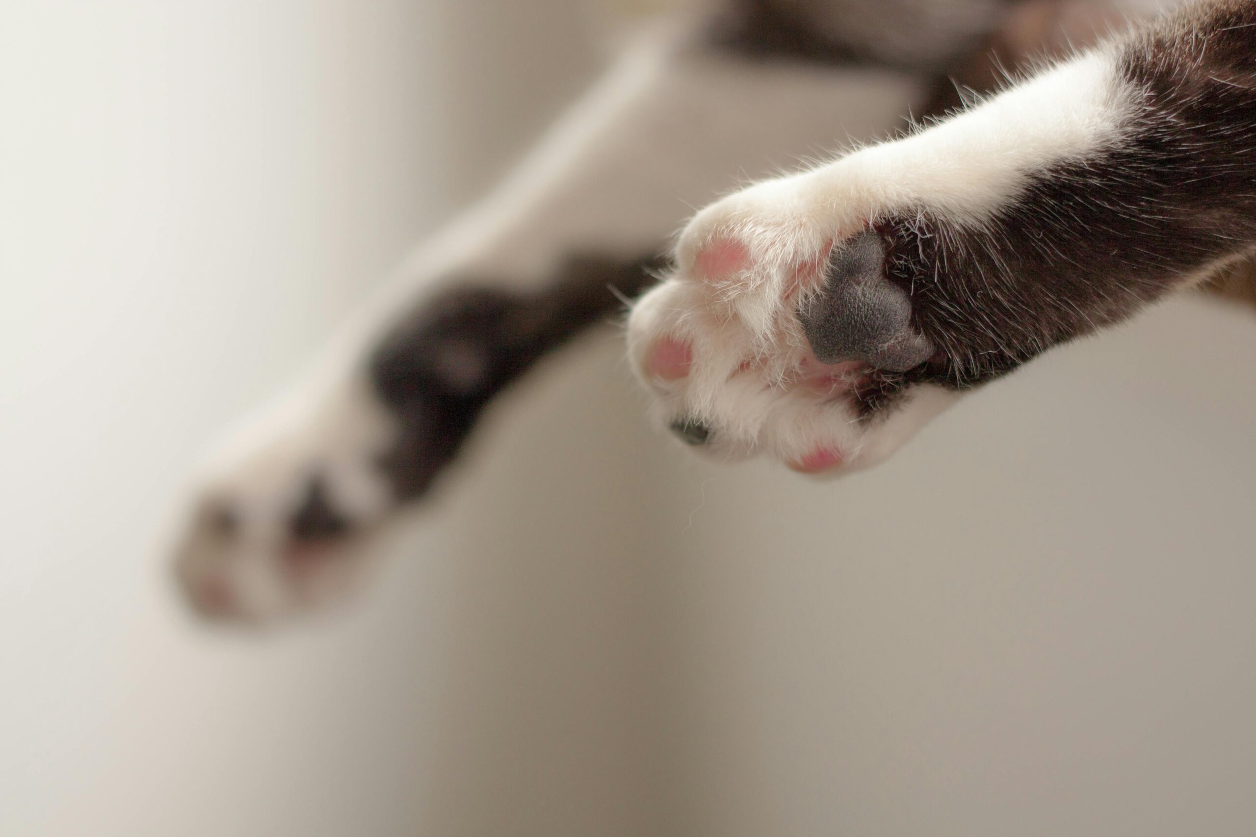 Denuncian envenenamiento de gatos en Hacienda Las Fuentes 1
