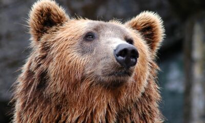 VIDEO: Hombre salta por ventana al ver un oso en Rumanía