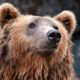 VIDEO: Hombre salta por ventana al ver un oso en Rumanía