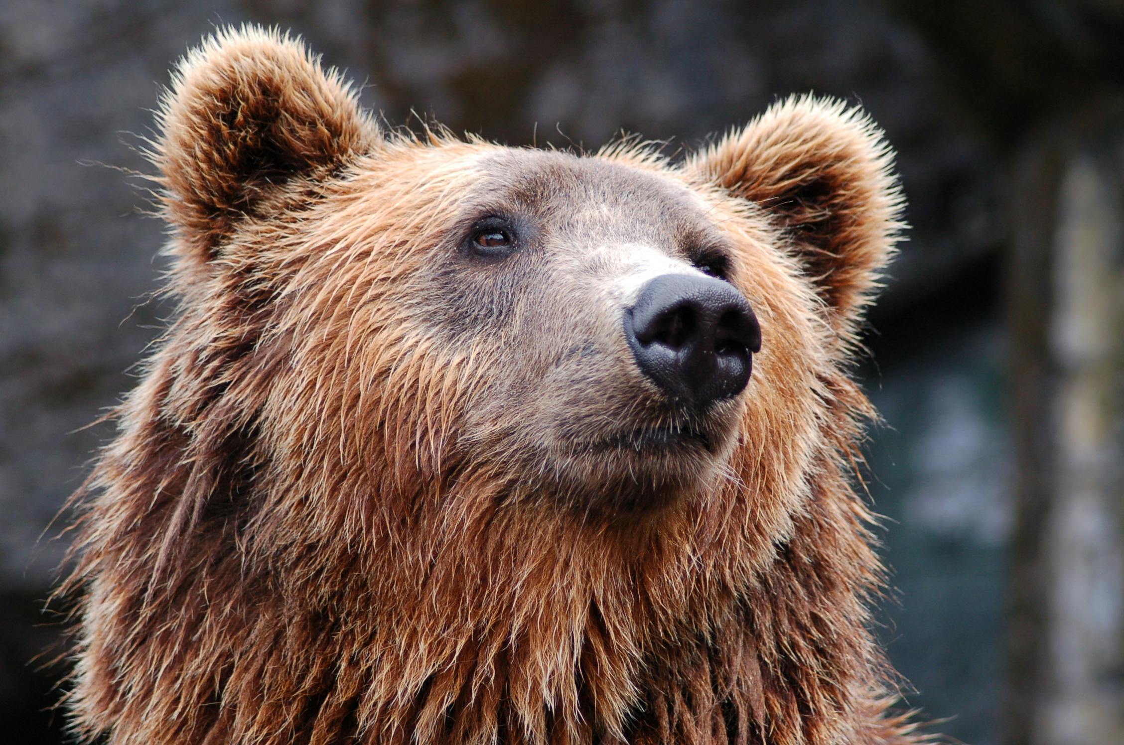 VIDEO: Hombre salta por ventana al ver un oso en Rumanía