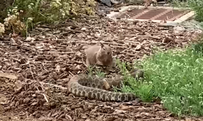 Una ardilla se enfrentó a una serpiente de cascabel en San Diego tras ver que había devorado a otro roedor. El momento quedó captado en video.