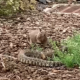 Una ardilla se enfrentó a una serpiente de cascabel en San Diego tras ver que había devorado a otro roedor. El momento quedó captado en video.