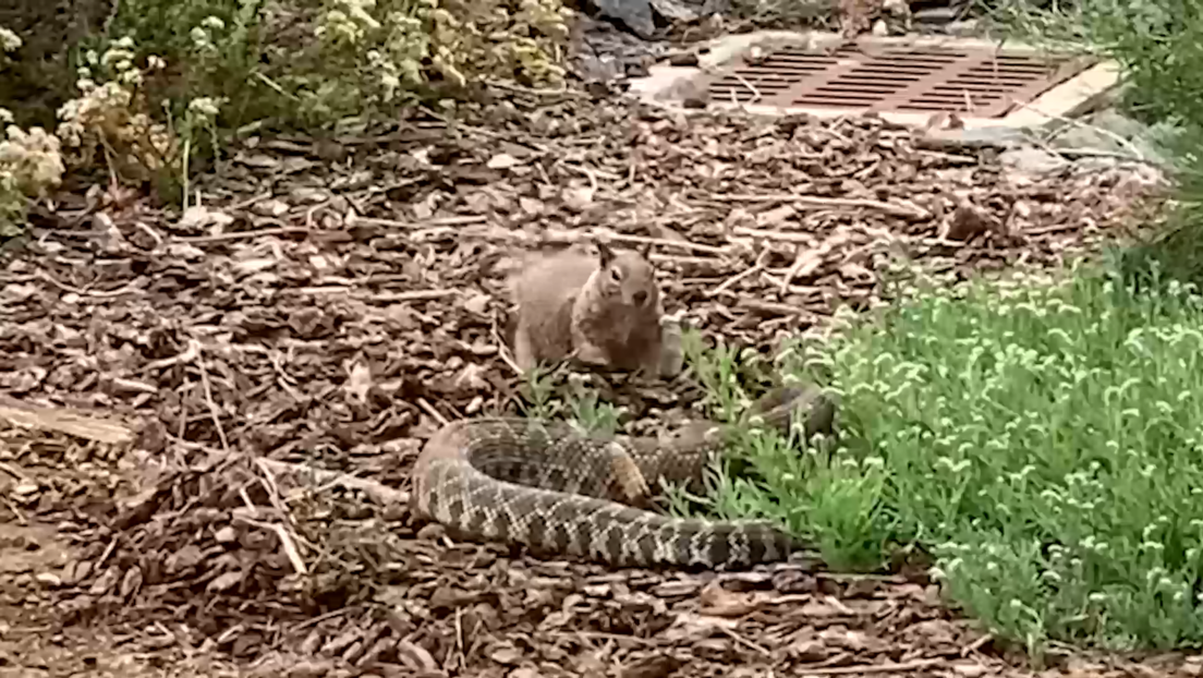 Una ardilla se enfrentó a una serpiente de cascabel en San Diego tras ver que había devorado a otro roedor. El momento quedó captado en video.