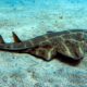 Expertos captan a un tiburón ángel en Reino Unido, especie en peligro crítico por la pesca y pérdida de hábitat. No se veía uno desde 2021.