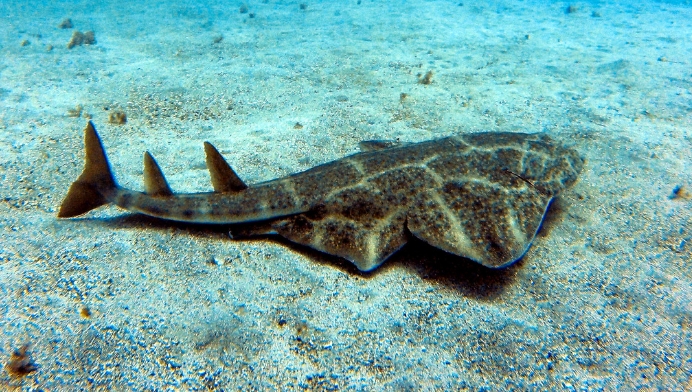 Expertos captan a un tiburón ángel en Reino Unido, especie en peligro crítico por la pesca y pérdida de hábitat. No se veía uno desde 2021.