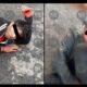 Vecinos de San Miguel El Cieno, Amozoc, retienen y agreden a dos presuntos ladrones; fuerzas de seguridad trabajan para rescatarlos.