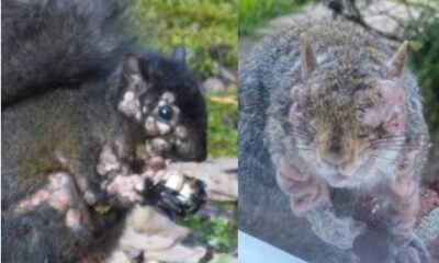 Ardillas cubiertas de llagas y tumores verrugosos se viralizan en redes; especialistas aclaran si representan un riesgo para humanos.