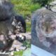 Ardillas cubiertas de llagas y tumores verrugosos se viralizan en redes; especialistas aclaran si representan un riesgo para humanos.