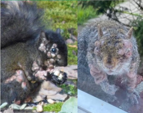 Ardillas cubiertas de llagas y tumores verrugosos se viralizan en redes; especialistas aclaran si representan un riesgo para humanos.