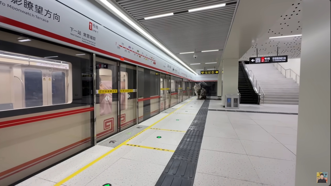 Xing, un joven ingeniero, construyó un tren y estación subterránea en miniatura como parte de una casa especial para sus gatos en China.