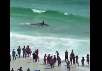 Un tiburón y una mantarraya se enfrentaron cerca de la orilla en una playa de Florida. Turistas captaron el impactante momento en video.