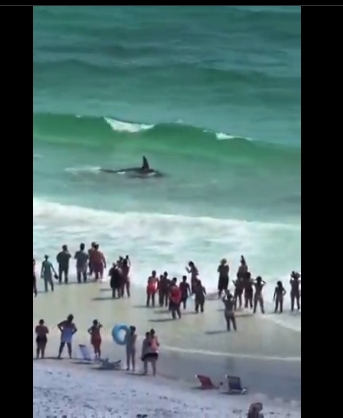 Un tiburón y una mantarraya se enfrentaron cerca de la orilla en una playa de Florida. Turistas captaron el impactante momento en video.