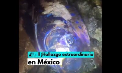 Hallan dos peces remo en costas de Baja California Sur