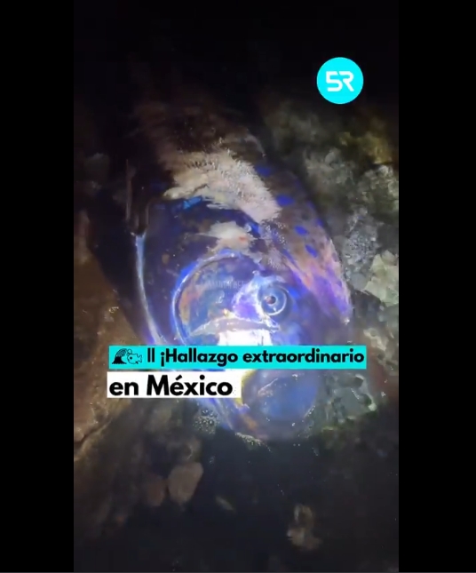 Hallan dos peces remo en costas de Baja California Sur