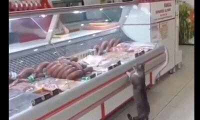 En Turquía, un gato visita a diario una carnicería y el carnicero le deja elegir su corte de carne. El tierno momento se volvió viral en redes.