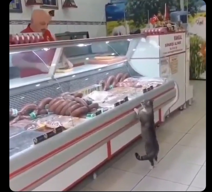 En Turquía, un gato visita a diario una carnicería y el carnicero le deja elegir su corte de carne. El tierno momento se volvió viral en redes.
