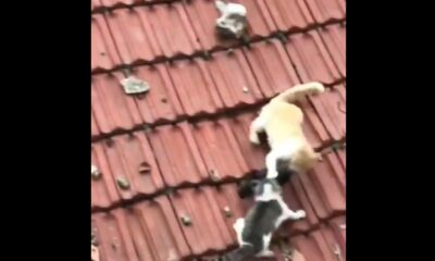 Un grupo de gatos protagoniza una intensa pelea en un tejado por una paloma; el video se volvió viral aunque se desconoce su origen.