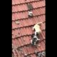 Un grupo de gatos protagoniza una intensa pelea en un tejado por una paloma; el video se volvió viral aunque se desconoce su origen.