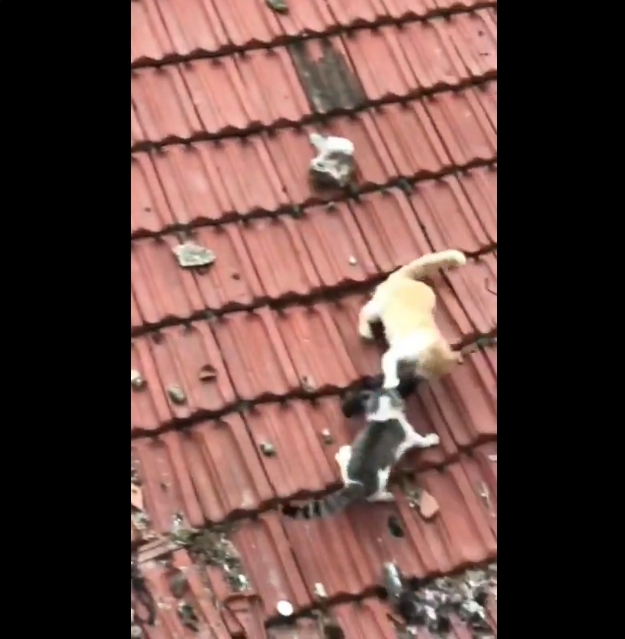 Un grupo de gatos protagoniza una intensa pelea en un tejado por una paloma; el video se volvió viral aunque se desconoce su origen.