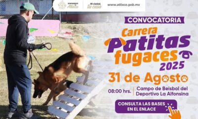 El municipio de Atlixco realizará la Carrera Patitas Fugaces 2025 el próximo 31 de agosto a las 8:00 horas en el campo de béisbol de la Unidad Deportiva Alfonsina. La actividad busca promover la convivencia familiar y el bienestar animal. Podrán participar perros mayores de 5 meses, sociables y con cartilla de vacunación vigente. Es obligatorio el uso de correa o arnés y placa de identificación. Las inscripciones estarán abiertas hasta el 28 de agosto en la Secretaría de Bienestar y el Centro Municipal de Adopción y Bienestar Animal. La presidenta municipal, Ariadna Ayala Camarillo, destacó que el evento fomenta una cultura de respeto hacia los animales en un ambiente sano y familiar. 📞 Más información: 244 761 9323 o en las redes de la Secretaría de Bienestar Atlixco.