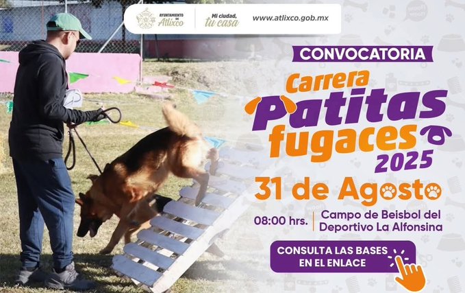 El municipio de Atlixco realizará la Carrera Patitas Fugaces 2025 el próximo 31 de agosto a las 8:00 horas en el campo de béisbol de la Unidad Deportiva Alfonsina. La actividad busca promover la convivencia familiar y el bienestar animal. Podrán participar perros mayores de 5 meses, sociables y con cartilla de vacunación vigente. Es obligatorio el uso de correa o arnés y placa de identificación. Las inscripciones estarán abiertas hasta el 28 de agosto en la Secretaría de Bienestar y el Centro Municipal de Adopción y Bienestar Animal. La presidenta municipal, Ariadna Ayala Camarillo, destacó que el evento fomenta una cultura de respeto hacia los animales en un ambiente sano y familiar. 📞 Más información: 244 761 9323 o en las redes de la Secretaría de Bienestar Atlixco.