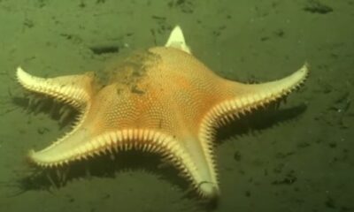 Durante la expedición Uruguay Sub 200, un robot submarino grabó a un asteroideo desplazándose en el fondo del Cañón del Río de la Plata.
