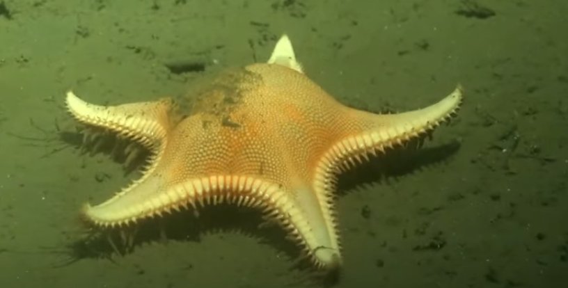 Durante la expedición Uruguay Sub 200, un robot submarino grabó a un asteroideo desplazándose en el fondo del Cañón del Río de la Plata.
