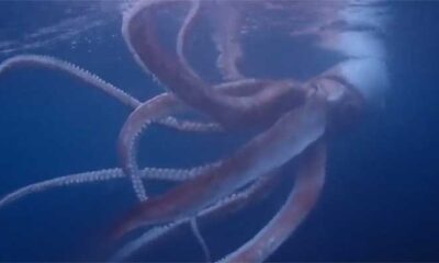 Un video viral muestra cómo un pescador en Filipinas recibe un inesperado “ataque” de tinta de un calamar gigante tras presumir su captura.
