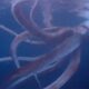 Un video viral muestra cómo un pescador en Filipinas recibe un inesperado “ataque” de tinta de un calamar gigante tras presumir su captura.