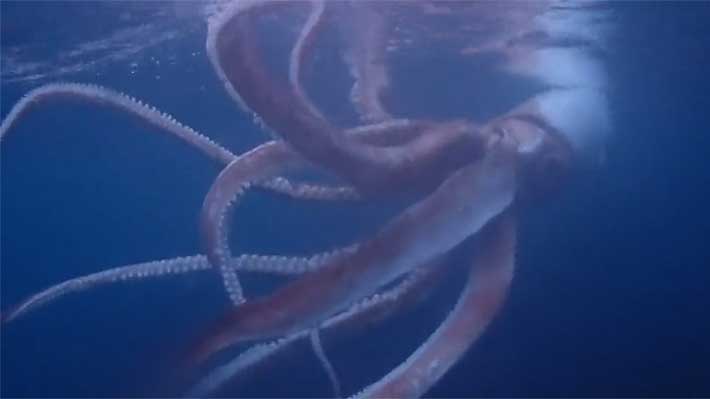 Un video viral muestra cómo un pescador en Filipinas recibe un inesperado “ataque” de tinta de un calamar gigante tras presumir su captura.