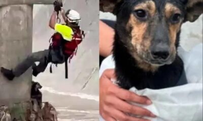 Protección Civil de San Pedro Garza García salvó a un perro arrastrado por la corriente en el arroyo El Obispo; el animal recibe atención veterinaria tras el rescate.