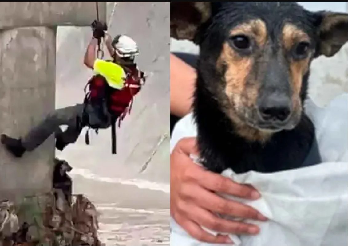 Protección Civil de San Pedro Garza García salvó a un perro arrastrado por la corriente en el arroyo El Obispo; el animal recibe atención veterinaria tras el rescate.