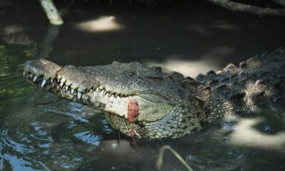 *En Ciudad Madero, una joven halló un cocodrilo en la cama de su mascota. Bomberos y Protección Civil lo rescataron y devolvieron a su hábitat.