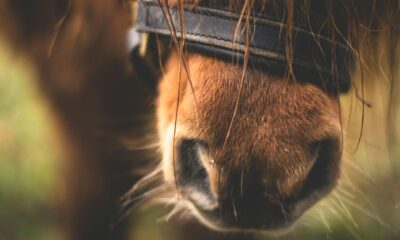 Las imágenes del maltrato animal han generado rechazo generalizado entre usuarios y defensores de los derechos de los animales.