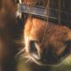 Las imágenes del maltrato animal han generado rechazo generalizado entre usuarios y defensores de los derechos de los animales.