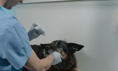 Del 19 al 21 de agosto se llevarán a cabo jornadas en distintas colonias y juntas auxiliares de Puebla con servicios de vacunación antirrábica, esterilización y pláticas de tenencia responsable.