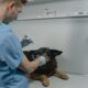 Del 19 al 21 de agosto se llevarán a cabo jornadas en distintas colonias y juntas auxiliares de Puebla con servicios de vacunación antirrábica, esterilización y pláticas de tenencia responsable.