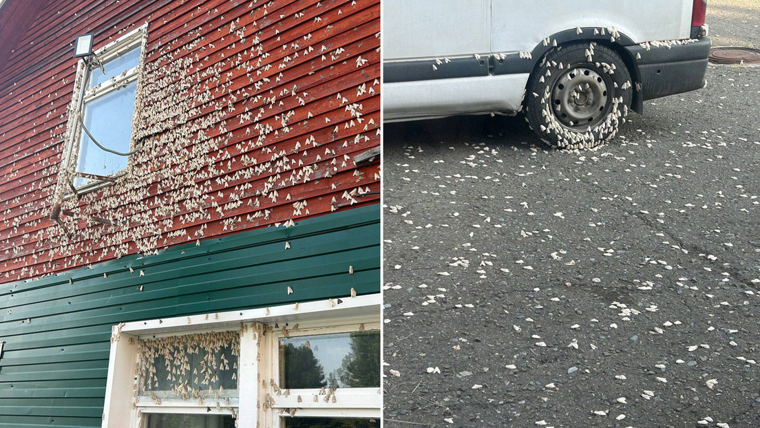 Millones de polillas de seda han inundado pueblos en Altái y Zabaikalie, Rusia. Aunque no dañan estructuras, su gran tamaño causa inquietud entre residentes.