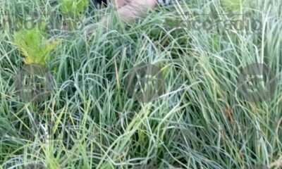 El cuerpo fue localizado sobre el césped de la calle Tamaulipas; autoridades acordonaron el área y comenzaron las diligencias correspondientes