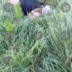 El cuerpo fue localizado sobre el césped de la calle Tamaulipas; autoridades acordonaron el área y comenzaron las diligencias correspondientes