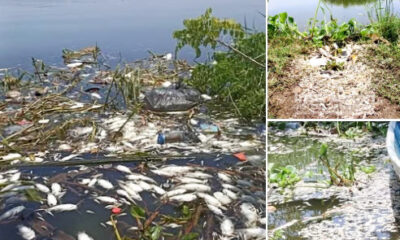 Miles de peces muertos en la laguna de Tres Palos, Acapulco: crisis ambiental y económica